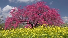 Ernesto Cortazar - The Language Of Love