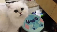 Hungry Chinchilla 金吉拉