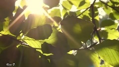 Michel Pépé - L'esprit des animaux