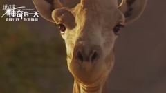 影视原声 - 地球:神奇的一天 拍摄花絮 长颈鹿特辑