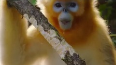 Disneynature'S Born In China