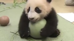 Distraction Baby Panda Loves Ball