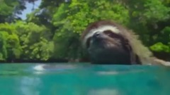 影视原声 - 地球:神奇的一天 精彩片段 树懒&蜂鸟&企鹅正片片段