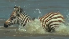 影视原声 - 地球:神奇的一天