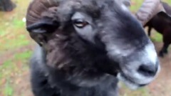 Angry Ram eats hot peppers then gets sharted on