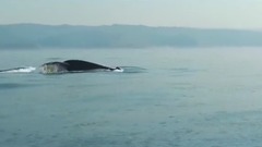40 Ton Humpback Whale Leaps Entirely Out Of The Water! A Video By Craig Capehart