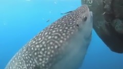Whale shark sucks fish out of hole in fishing net - Conservation International (CI)