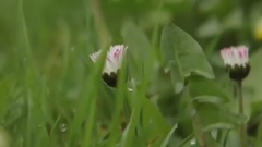 柴可夫斯基 - 四月 雪花莲