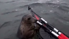 Adorable Seal Catches a Ride on a Kayak _ National Geographic