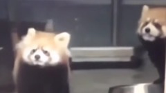 国外爆笑Vine 短片合集 11