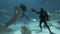 Sharks Love To Be Petted - They're Like Dogs