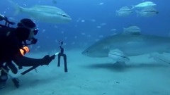 Petting A Tiger Shark