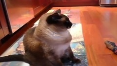 Baby Talk To Siamese Cat