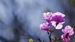 轻音乐 - 绿袖子