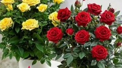 Whatsapp good morning video