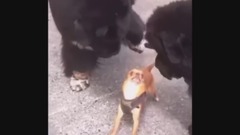 国外爆笑Vine 短片合集   41