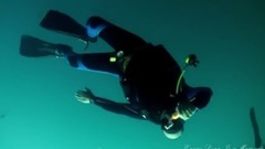 Box Jellyfish (Cubozoa) And More At Sail