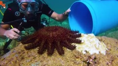 LOOKOUT! Toxic Starfish!