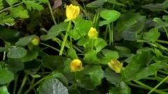 红尘情歌大串烧