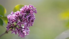 家乡-- 阿列克塞.戈曼