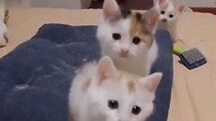 [搞笑]三只小奶猫跳集体舞