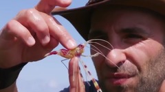 SPIKED By A Sea Urchin