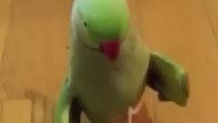 国外爆笑Vine 短片合集83