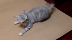 萌死了在牛皮纸上玩