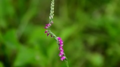 夏天鲜花绽放的户隐滑雪场