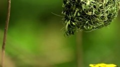 Experience 4k Dolby Vision Atmos Demo In 4k For 4k Oled Tv