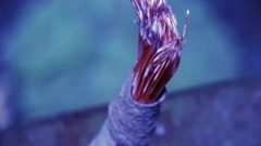 Time-Lapse_ Bizarre, Beautiful Ocean Creatures _ Short Film Showcase