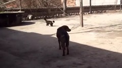 农村土狗和土猫 大打出手