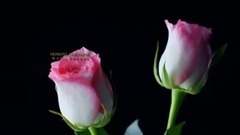 Ernesto Cortazar - Waltz Of Love