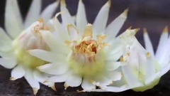 醉人的地中海迷香 杜嘉班纳真爱西西里香水