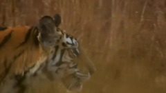 <猎捕.The.Hunt> 第三集