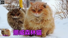 世界上最大的10种貓 Meow Meow