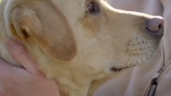 World Animal Day DOGS