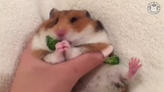 【吱星人也疯狂】17年爆笑鼠类镜头集锦