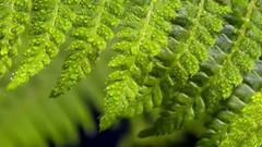 最大的雨林-亚马逊