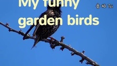My Funny Garden Birds Meine Lustigen GartenvöGel