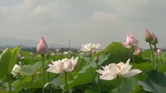 轻音乐 - 好人一生平安(竹笛)