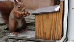 Besondere Augenblicke Mit Eichhörnchen