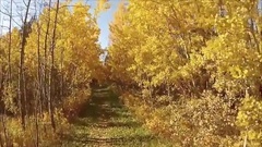 Les arbres de Lumiere