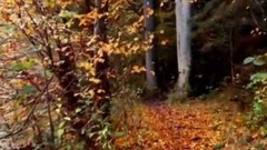 Michel Pépé - Le Coeur De La ForêT