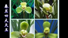 世界珍稀兰花欣赏