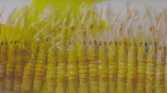 美食 水果 蔬菜 集锦