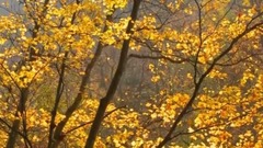 听我把秋天唱起