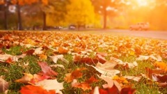 Осеннняя грусть