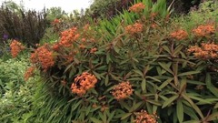 民乐群星,风景,音乐短片,轻音乐,乐动城市 - 世界上最美丽的地方·鲜花和园艺