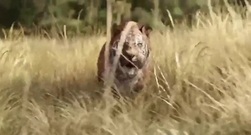 影视原声 - 奇幻森林 电视版10